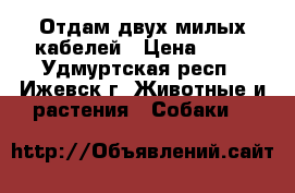Отдам двух милых кабелей › Цена ­ 10 - Удмуртская респ., Ижевск г. Животные и растения » Собаки   